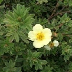 Potentilla fruticosa 'Dart's Cream'