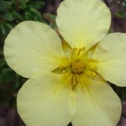 Potentilla fruticosa 'Dart's Cream'