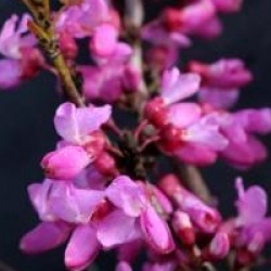 Cercis chinensis 'Avondale'