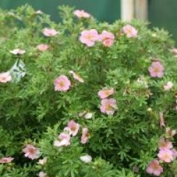 Potentille Lovely Pink 
