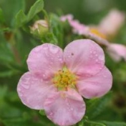 Potentilla fruticosa Lovely Pink � 'Pink Beauty' 