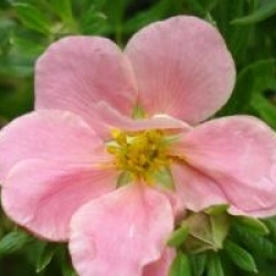 Potentilla fruticosa Lovely Pink � 'Pink Beauty' 