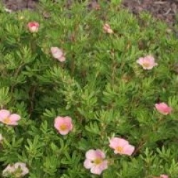 Potentilla fruticosa Lovely Pink � 'Pink Beauty' 