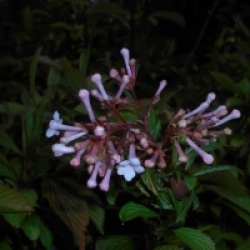 Viburnum farreri 'Nanum'