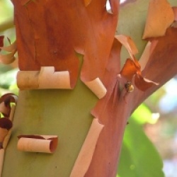 Arbutus menziesii
