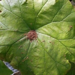 Astilboides tabularis - Astilboides tabularis