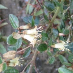 Correa backhousiana - Corr�e � fleurs jaunes