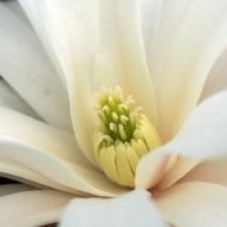 Magnolia stellata 'Royal Star'