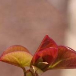 Cercis siliquastrum