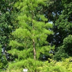 Taxodium ascendens