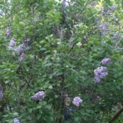 Syringa vulgaris 'Michel Buchner' - Lilas Michel Buchner