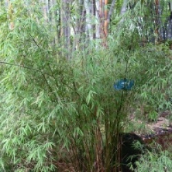 Fargesia angustissima - Bambou non tracant Angustissima