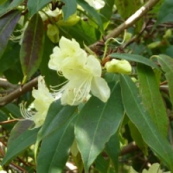 Rhododendron lutescens