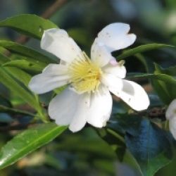 Cam�lia d'automne Narumigata