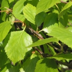 Betula pubescens - Betula pubescens
