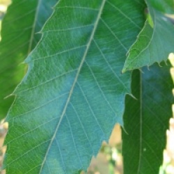 Quercus acutissima - Quercus acutissima