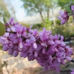 Cercis siliquastrum - Arbre de Jud�e