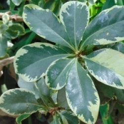 Pittosporum tobira 'Variegatum' - Pittosporum tobira panach�