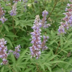Vitex agnus-castus