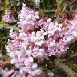 Viburnum x bodnantense 'Dawn'