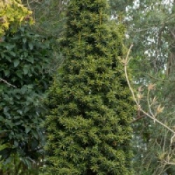 Taxus baccata 'Fastigiata Aurea' - If d'Irlande dor�