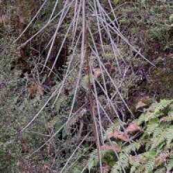 Pseudopanax crassifolium