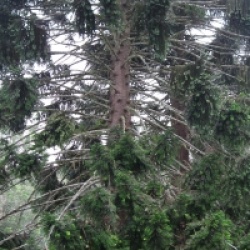 Araucaria bidwillii - Araucaria bidwillii