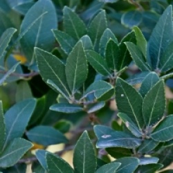 Phillyrea latifolia