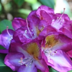 Rhododendron 'Blue Bell' - Rhododendron 'Blue Bell'