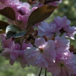 Prunus rufa  - Cerisier de l'Himalaya