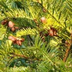Cephalotaxus harringtonia - Pin japonais � queue de vache