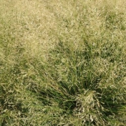 Deschampsia cespitosa 'Goldtau'