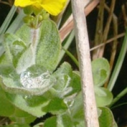 Hypericum elodes - Millepertuis aquatique 