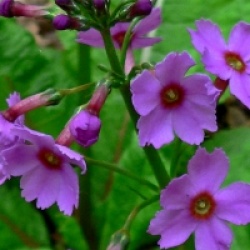 Primula japonica