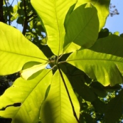 Magnolia officinalis - Magnolia officinal