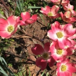 Cornus florida 'Cherokee Brave' - Cornouiller � fleurs Cherokee Brave