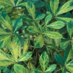 Pseudopanax lessonii 'Gold Splash' - Pseudopanax Gold Splash