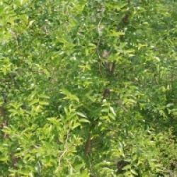 Ziziphus jujuba 'Spinosa' - Ziziphus jujuba 'Spinosa'