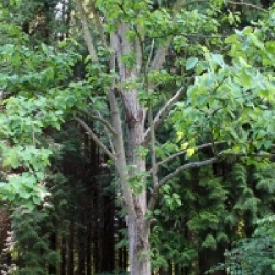 Populus Wilsonii - Populus Wilsonii