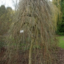 Laburnum alpinum 'Pendulum' - Cytise des Alpes pleureur