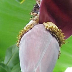 Musa acuminata - Musa acuminata