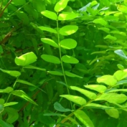 Robinia Pseudoacacia 'Umbraculifera'