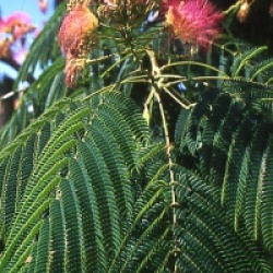 Albizia julibrissin 'Rosea'