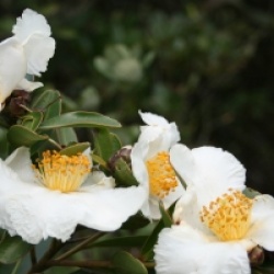 Gordonia axillaris