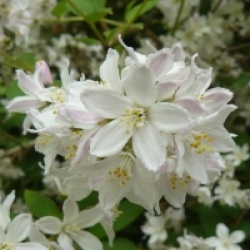Deutzia x rosea 