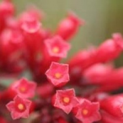 Cestrum elegans
