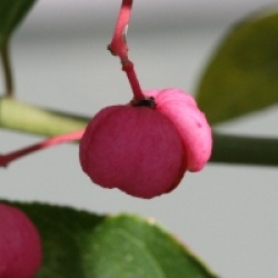 Euonymus europaeus 'Atropurpureus' - Fusain noir 