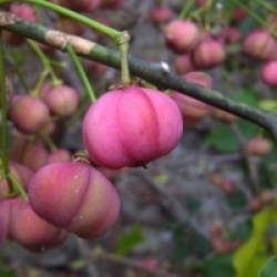 Euonymus hamiltonianus