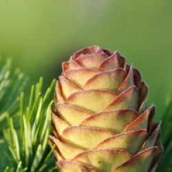 Larix marschlinsii