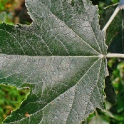 Populus alba - Populus alba
